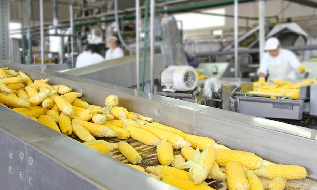 Bevel Gear for Food Industry