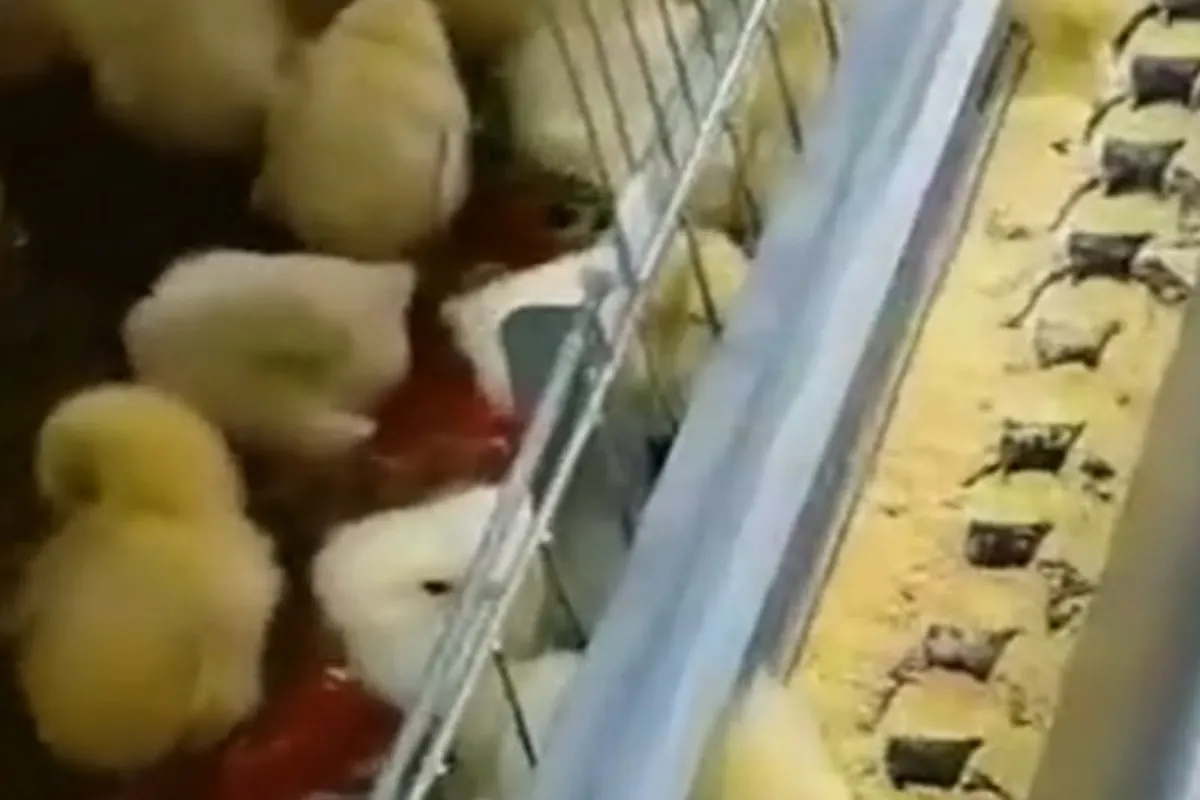 Feed Conveyor Chain for Chicken Farm