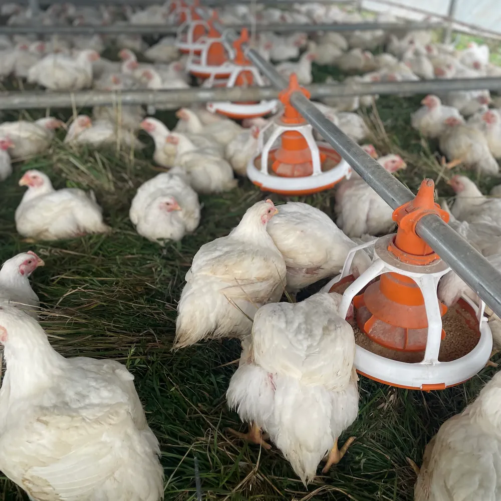 Gearbox Sistem Pemberian Pakan Unggas PGV035